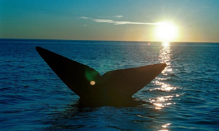 Whaling nations block South Atlantic sanctuary plans 